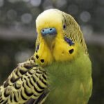 budgie-1382376_1280